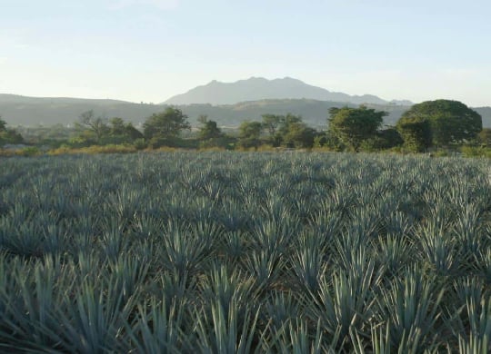 field of agave