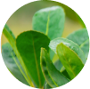 A close-up of botanical extract green plants