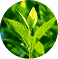 A close-up of green leaves of a tea plant