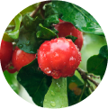 A close-up of a red guarana fruit with green leaves on the plant.