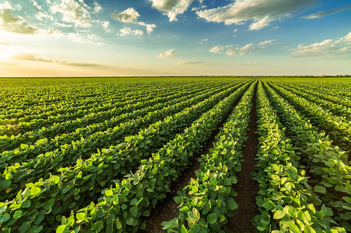 soybean field